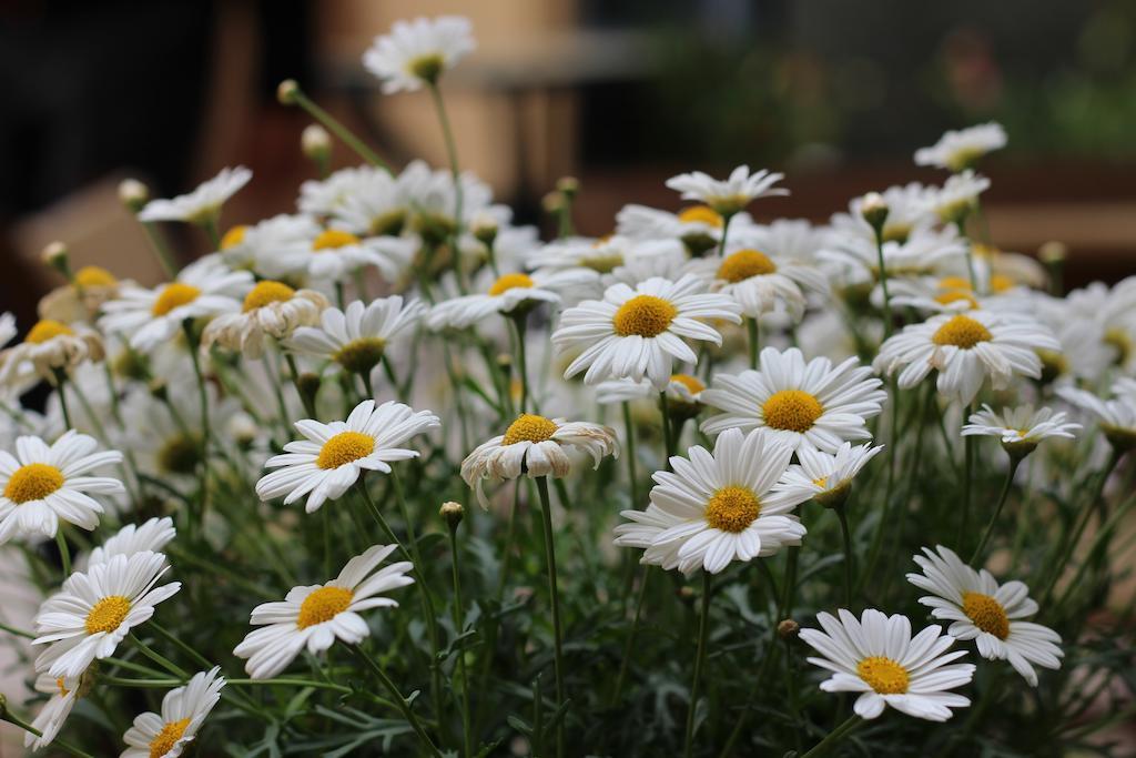 Fiori E Limoni Panzió Quartucciu Kültér fotó